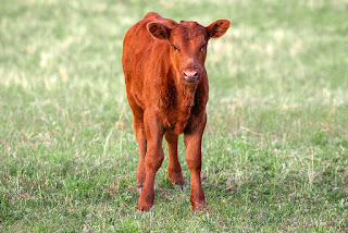 Red Angus Cattle Pros and Cons, Facts, Price