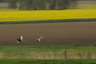 Naturfotografie Wildlifefotografie Lippeaue