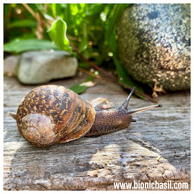 Other Creatures - Snail - @BionicBasil® The Pet Parade