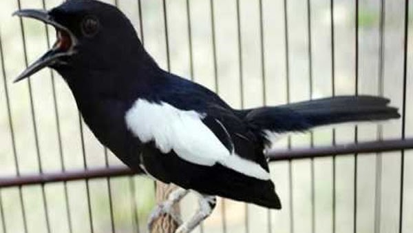 Download Suara Burung Kacer Betina Mp3 Berbagai Suara