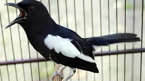 Caraputu Com Media Refrensi Harga Burung Mp3 Burung