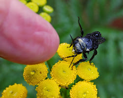 blackoaknaturalist: Too Wet to Fly
