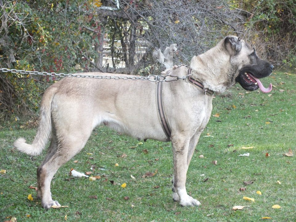 Çoban Köpeği Türk Çoban Köpekleri KANGAL SEVDALILARI