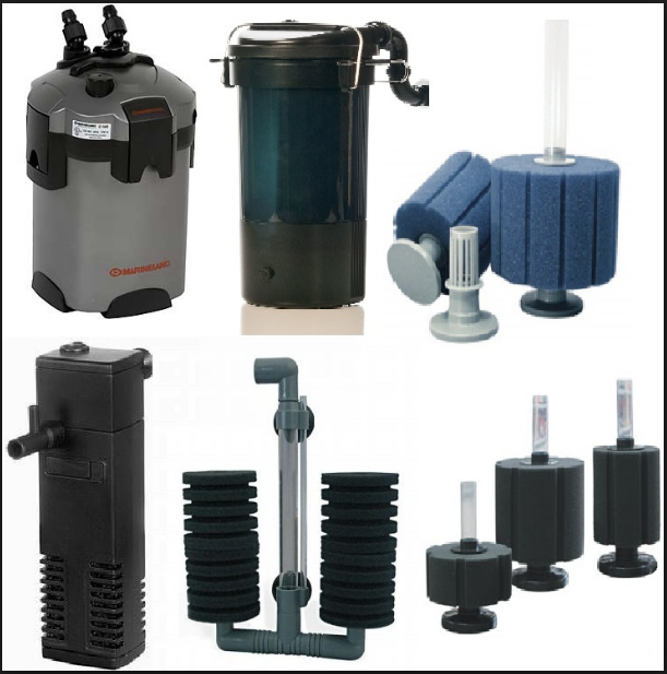 Qoeple Bicara Cara Membuat Paludarium Dengan Harga Murah