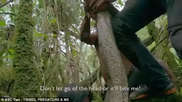 largest anaconda ever caught