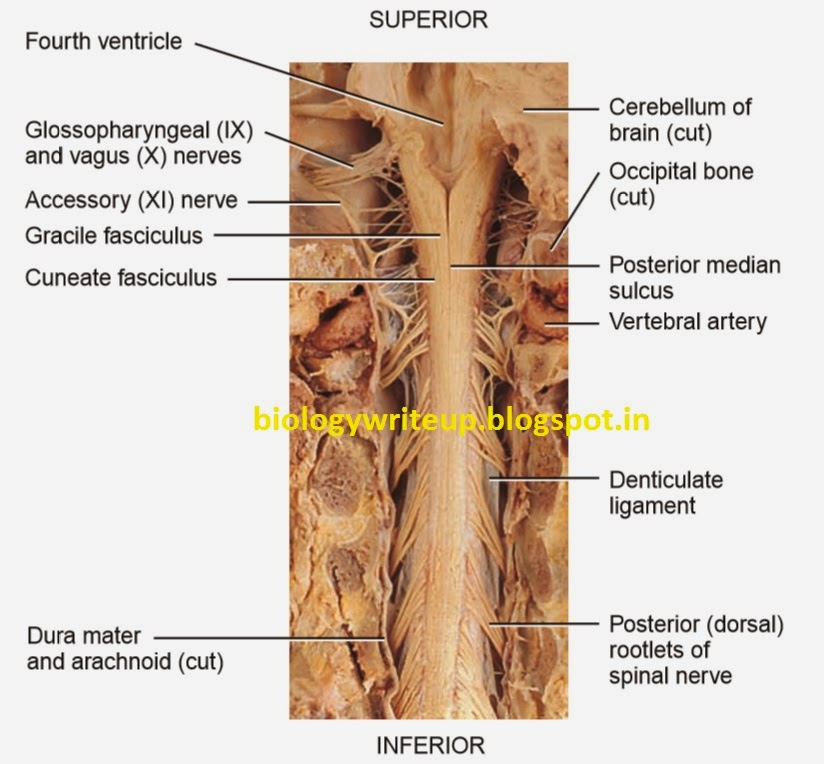 BIOLOGY WRITE-UP - BIOLOGY ARTICLES: FEATURES OF SPINAL CORD