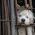 ΚΑΛΑ ΝΕΑ! Τέλος στο εμπόριο κρέατος σκύλου από την κυβέρνηση της Ινδονησίας...