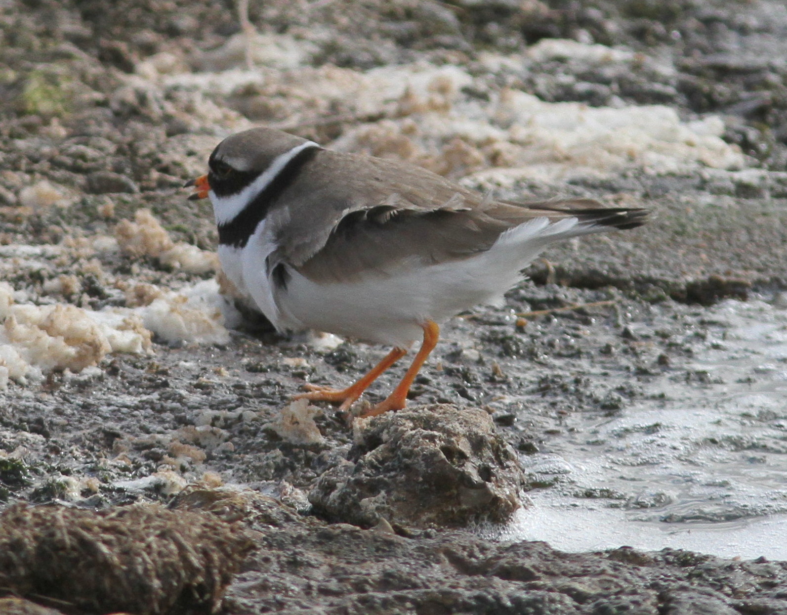 WEST YORKSHIRE BIRDING You can,t get enough of Ringed Plovers. Fly Flatts