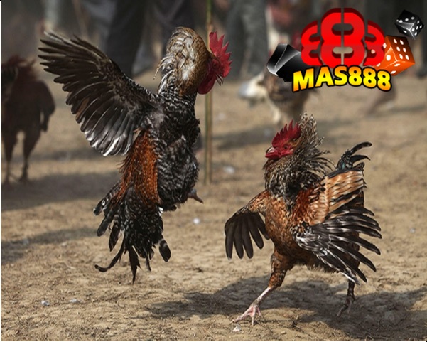 MANAJEMEN PAKAN AYAM BROILER