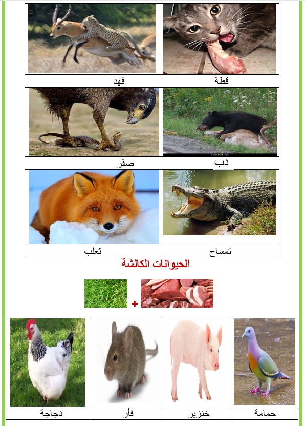 الحيوانات التي تتغذى على الحيوانات والنباتات تسمى