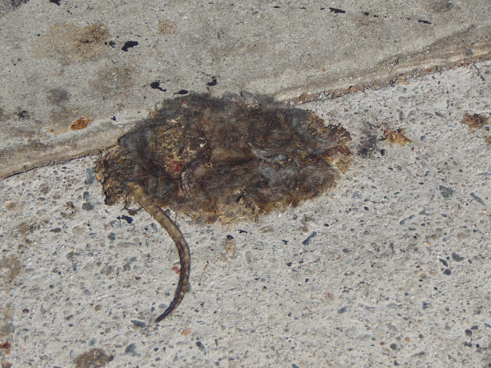 WEB OF EVIL (& ENNUI) Rat Tail