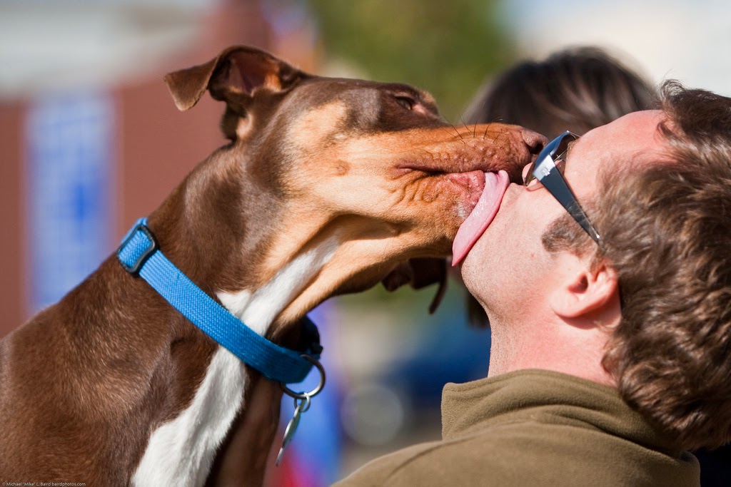 Do you believe in dog? Why do dogs lick people?