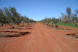 Pruning olive trees