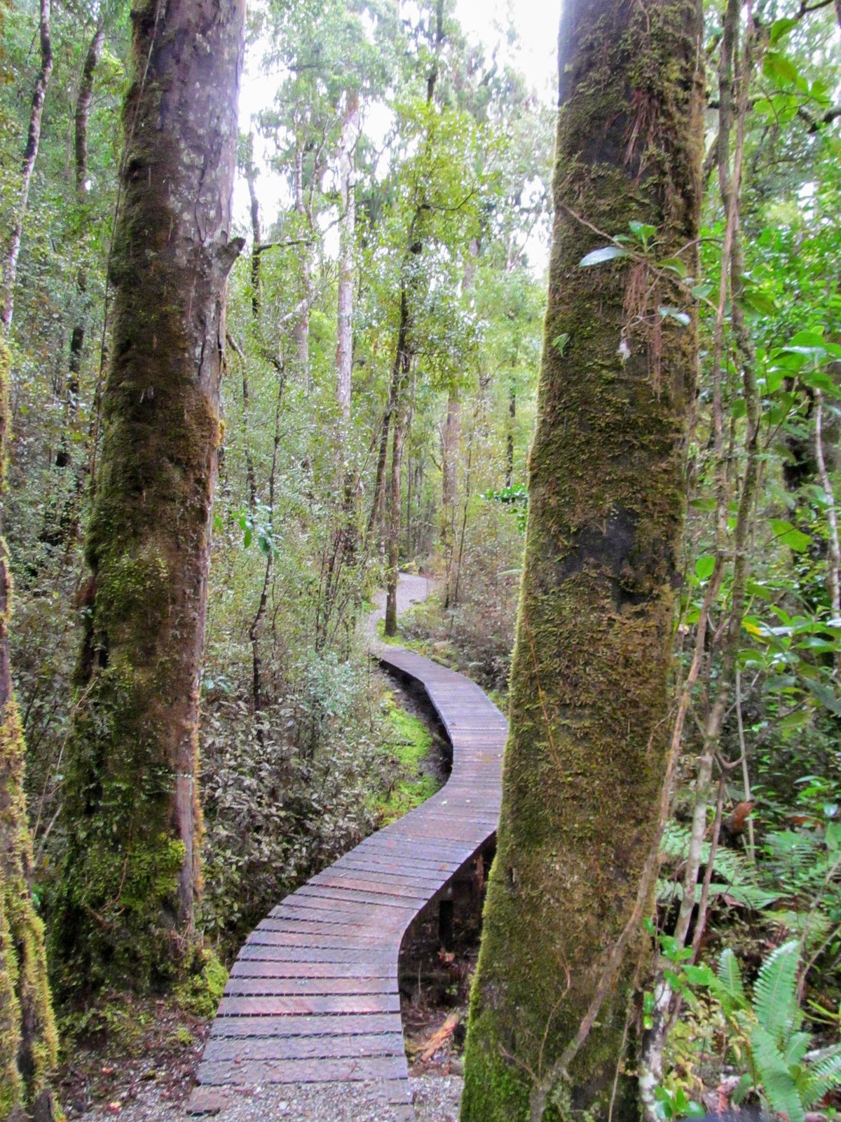 Tramping in the New Zealand backcountry NZ Bush Adventures Hokitika