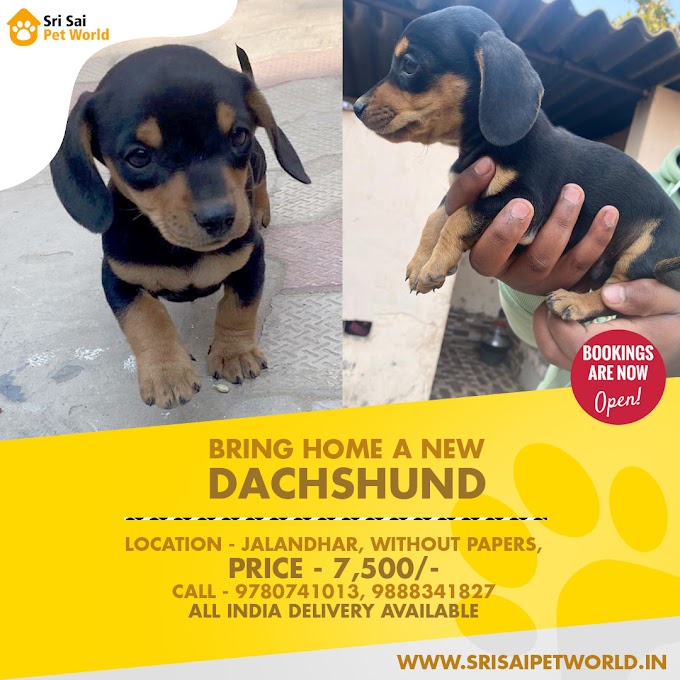 Dachshund pups in India 9888341827