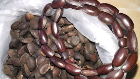 √ [SAD] Tuah Buah Kayu Sibalik Sumpah Suku Anak Dalam