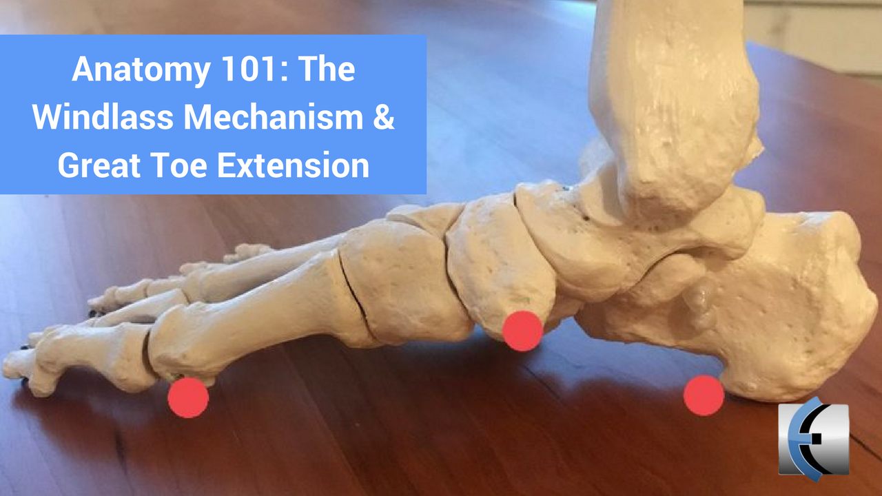 Anatomy 101 The Windlass Mechanism & Great Toe Extension Modern