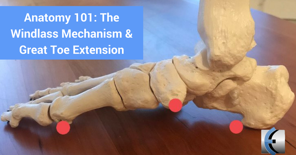 Anatomy 101 The Windlass Mechanism & Great Toe Extension Modern