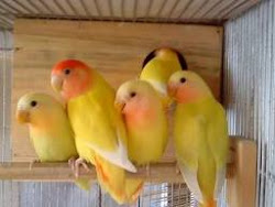 african lovebirds lutino birds cages mumbai bird india adpost female male classifieds finches classified funny pets