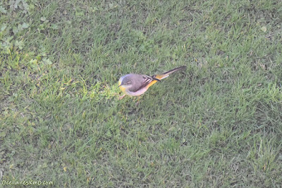 Lavandera cascadeña (Motacilla cinerea)