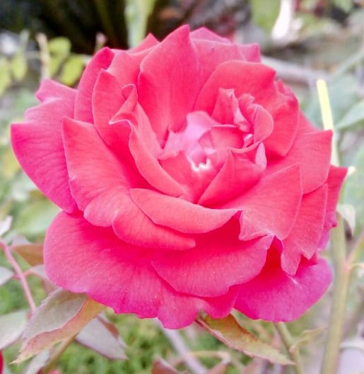Natural Rose Flowers Rose Flowers in Garden Lovely Flowers www