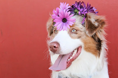 Dog Images Dog Images