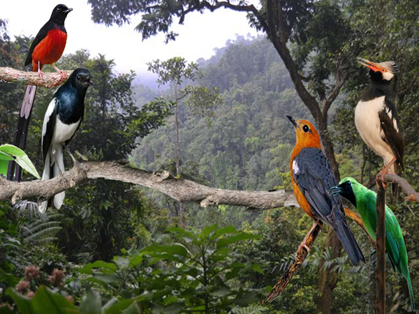 5 Jenis Burung Kicau Terbaik Di Indonesia Nehandnews Com