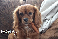 Harley- Cavalier King Charles Spaniel