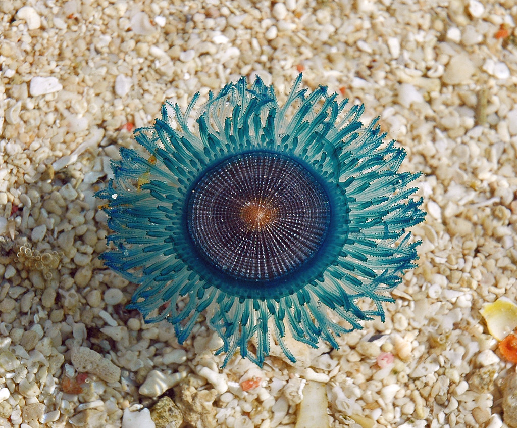 Blue button (Porpita porpita) Cnidaria marine organism