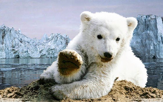 Eisbären-Baby Knut