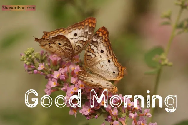 Good Morning Images Good Morning Images