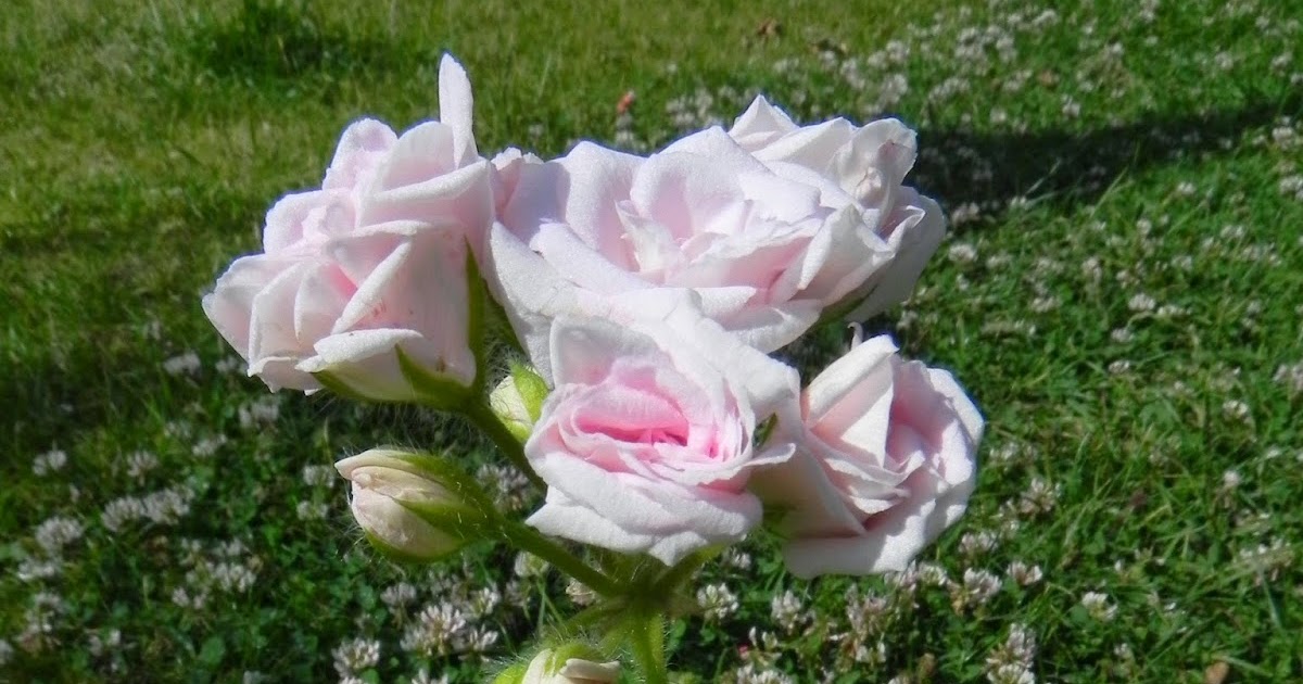 Lìga's pelargoniums.: 'Millfield Rose'