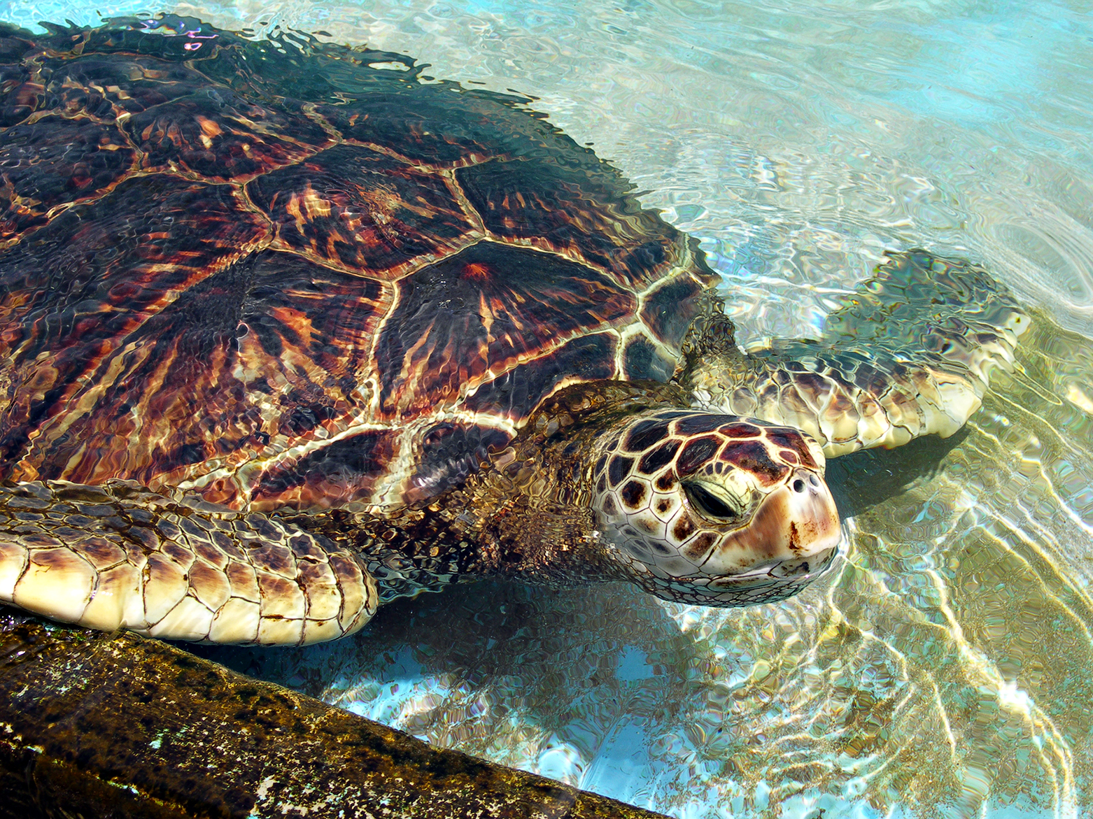 Life of Green Sea Turtle - Life of Sea