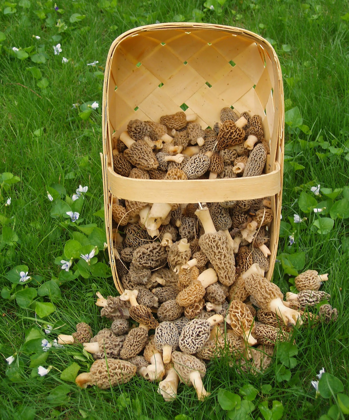 Morel Mushroom Hunting Guide: Morel Mushrooms. A Great Hobby Thats Fun
