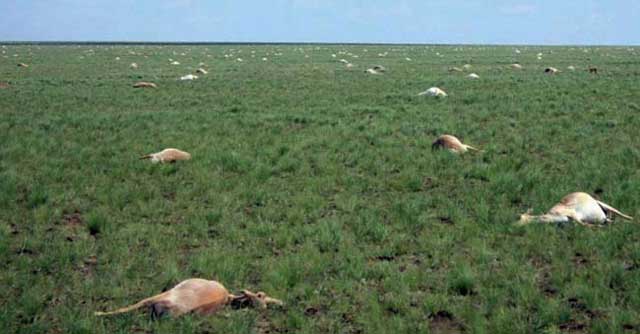 . Kematian Masal Antelope Kazakhstan atau Kijang Saiga