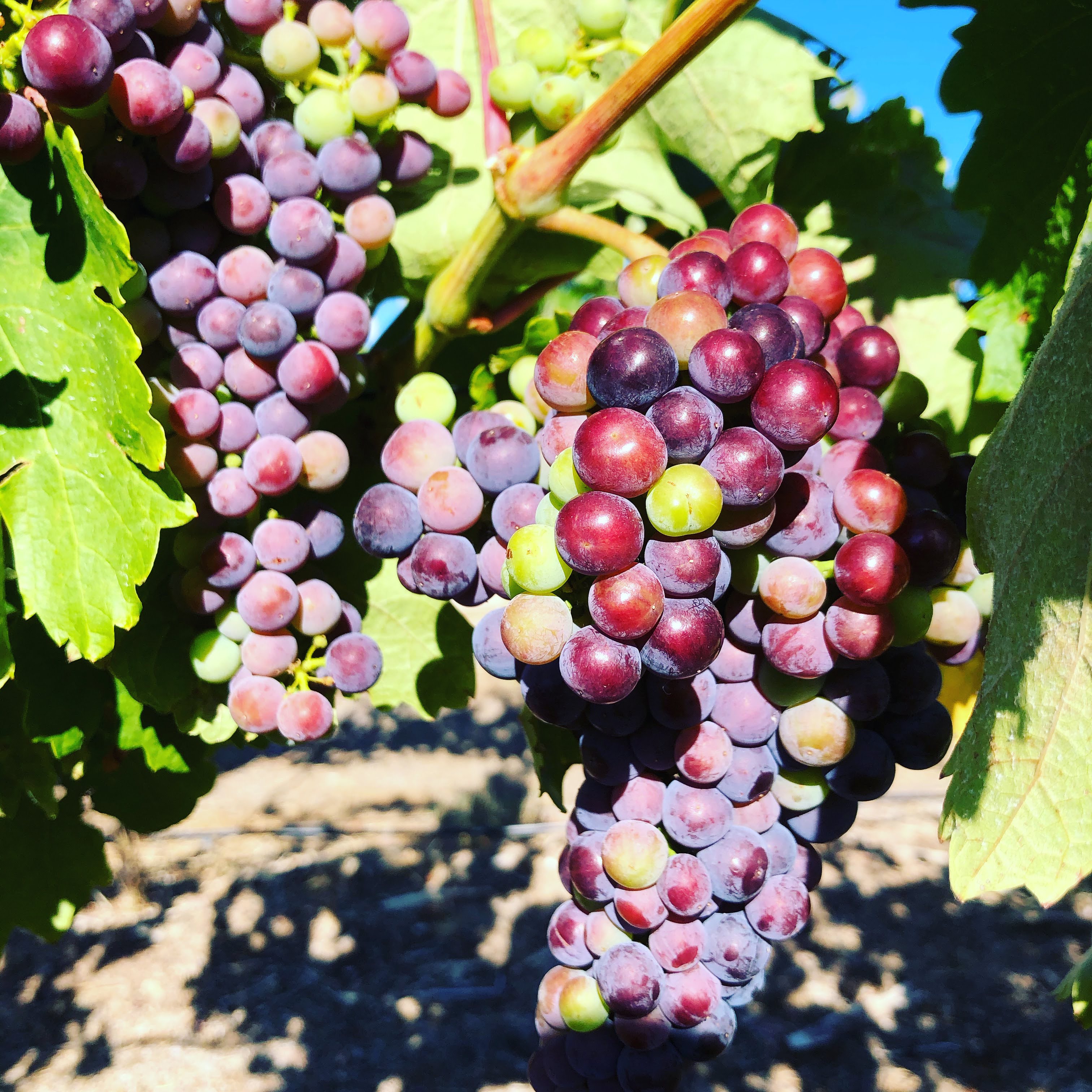 Three Dams Estate...Heathcote, Central Victoria. AUSTRALIA The