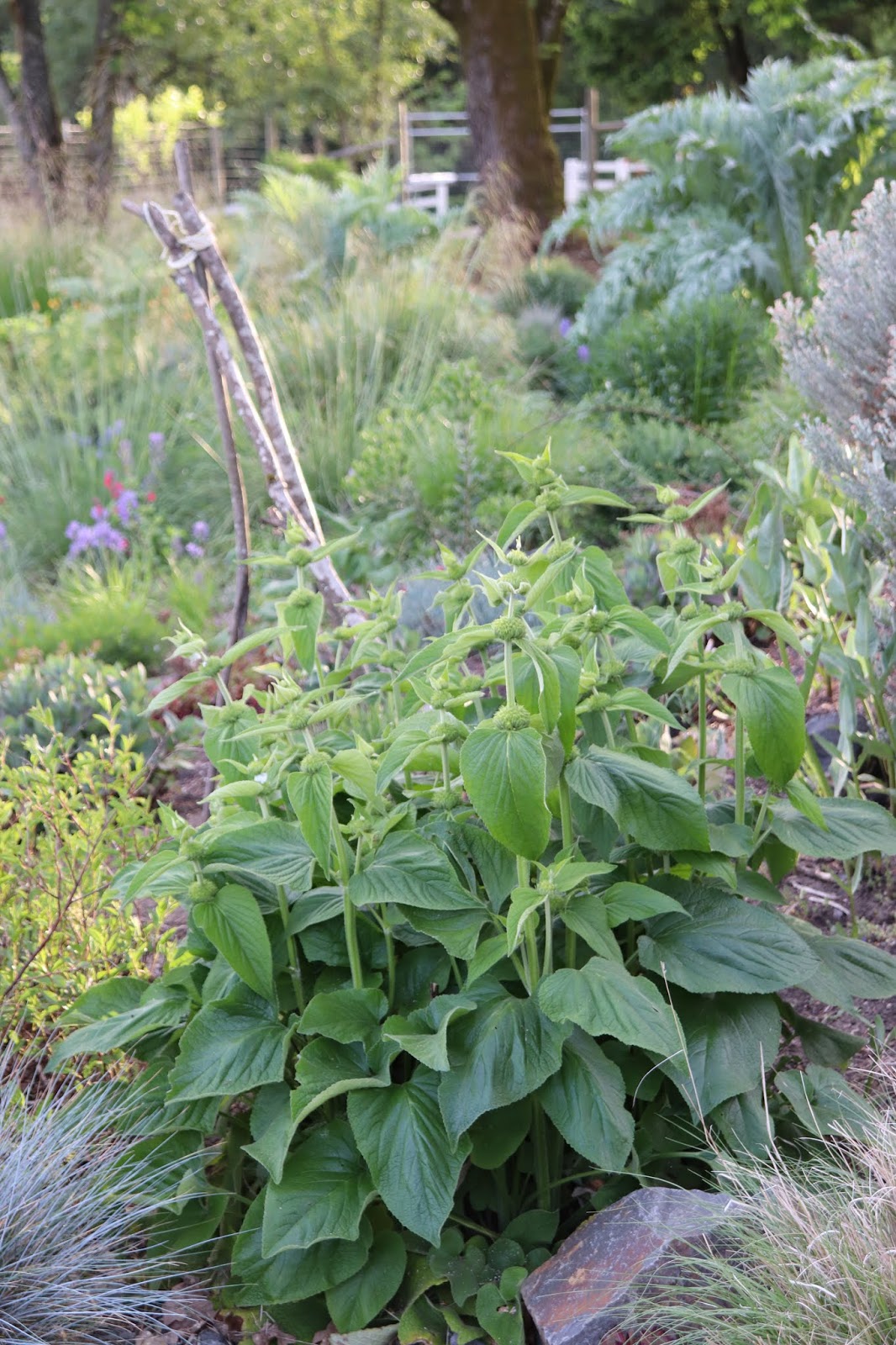 Pittosporum Stock Photos And Images Agefotostock
