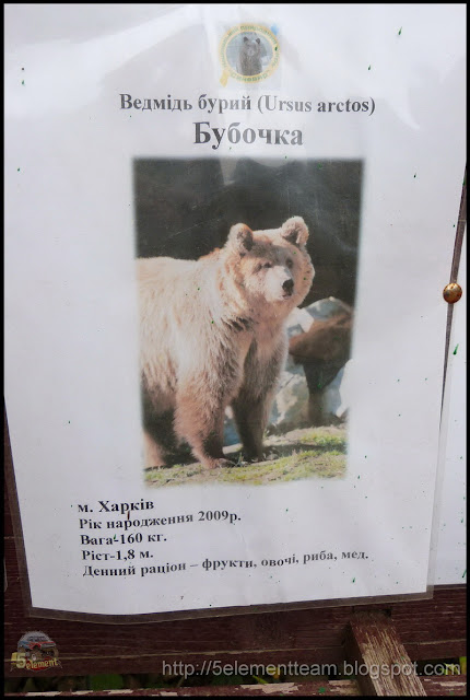 Реабилитационный центр бурого медведя в Карпатах
