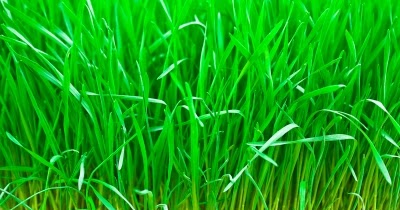 Jardines Que Me Gustan: Como hacer una resiembra en el césped