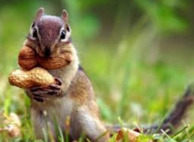 Kumpulan Erek Erek Tupai Dalam Kaidah Kode Alam Lengkap Misgrand Indonesia