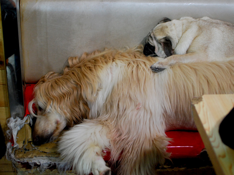 Trixie + Flo Myeongdong Dog Cafe