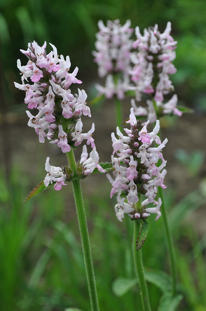 STACHYS OFFiCiNALiS 