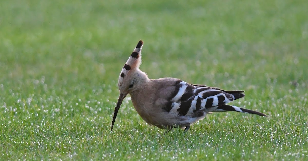 The Early Birder Hoopoe Collingham