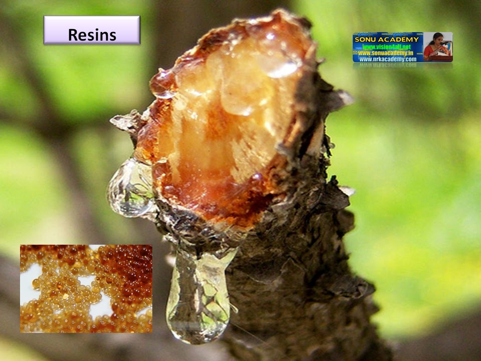 SONU ACADEMY EXCRETION IN PLANTSTEXT