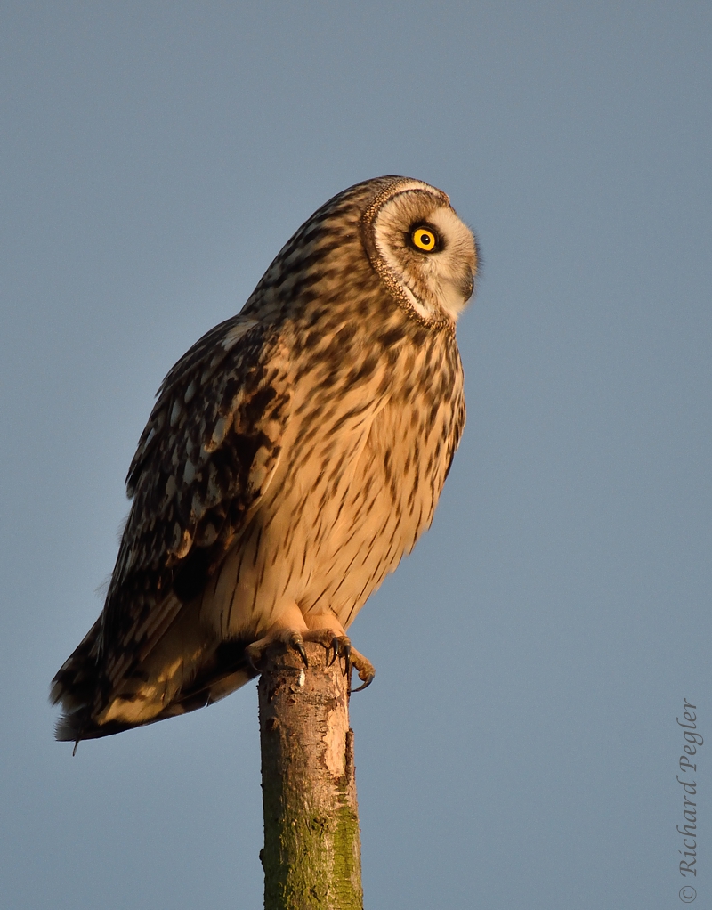 Pegler Birding: The Owl With The Upside-Down Head! - January 19th, 2016