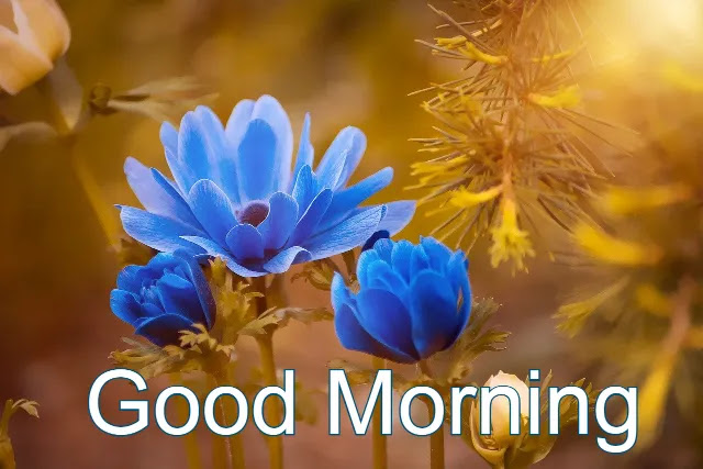 Good Morning Flower HD Image