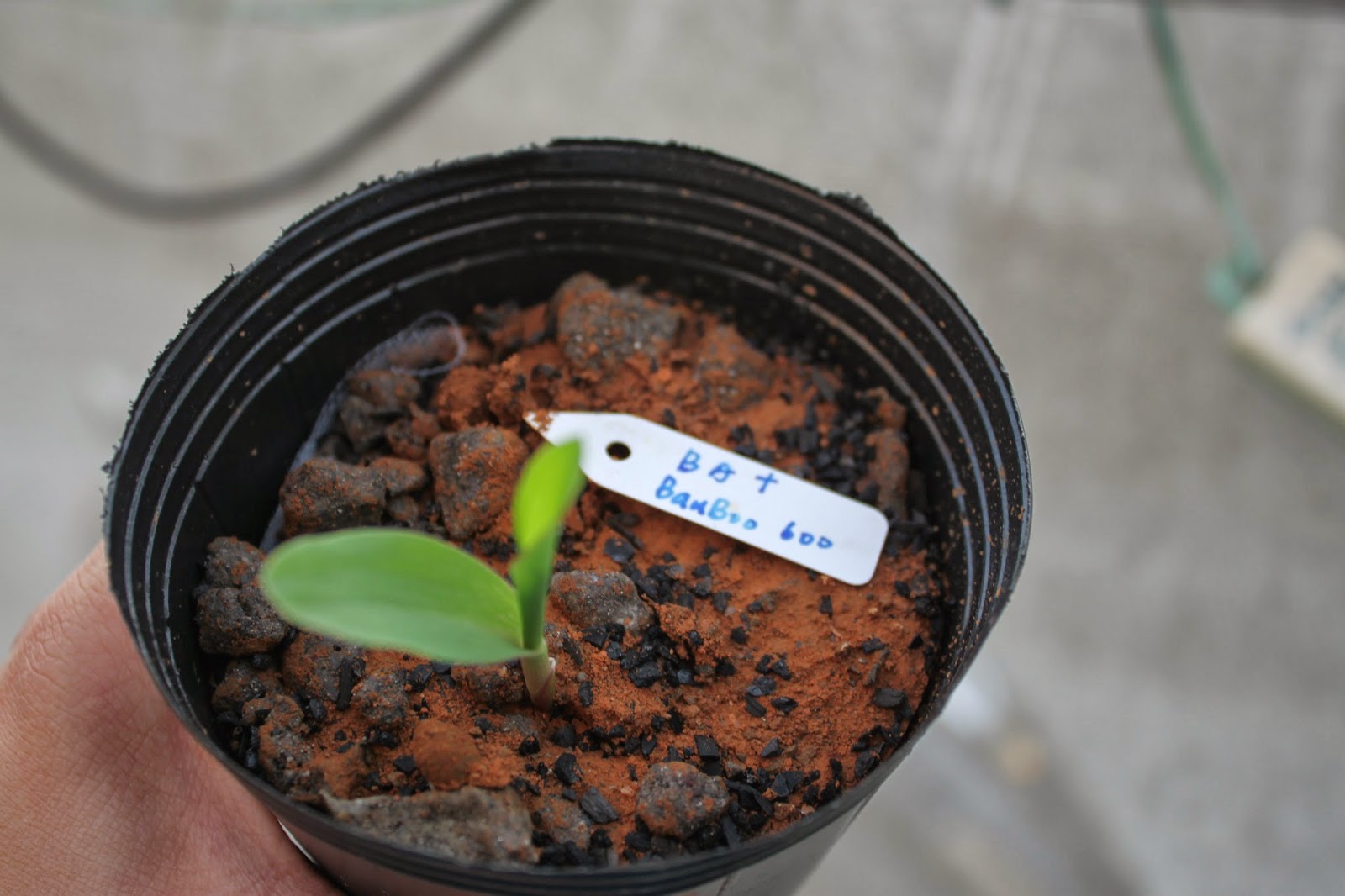 Advantages of using municipal solid waste incineration bottom ash in combination with biochar