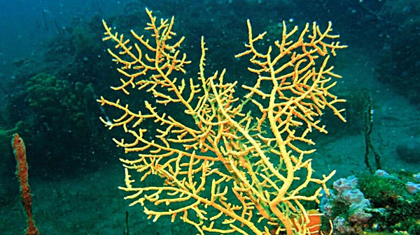 Mercan Nedir Nerelerde Bulunur Cesitleri Nelerdir Nasil Olusur Nasil Bir Canlidir Big Bilgi