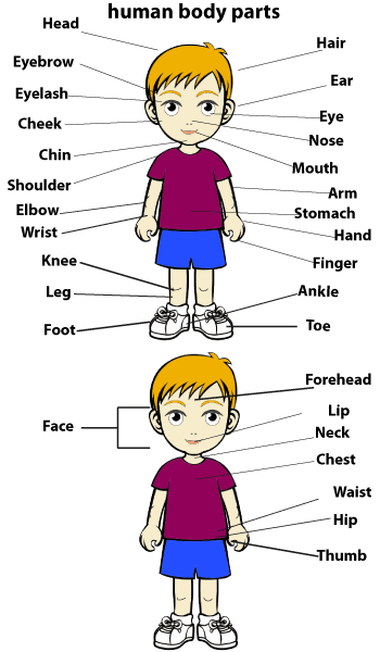 مع بالانجليزي اعضاء النطق الجسم اسماء اعضاء