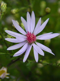 White wood aster Eurybia divaricata  by garden muses-not another Toronto gardening blog